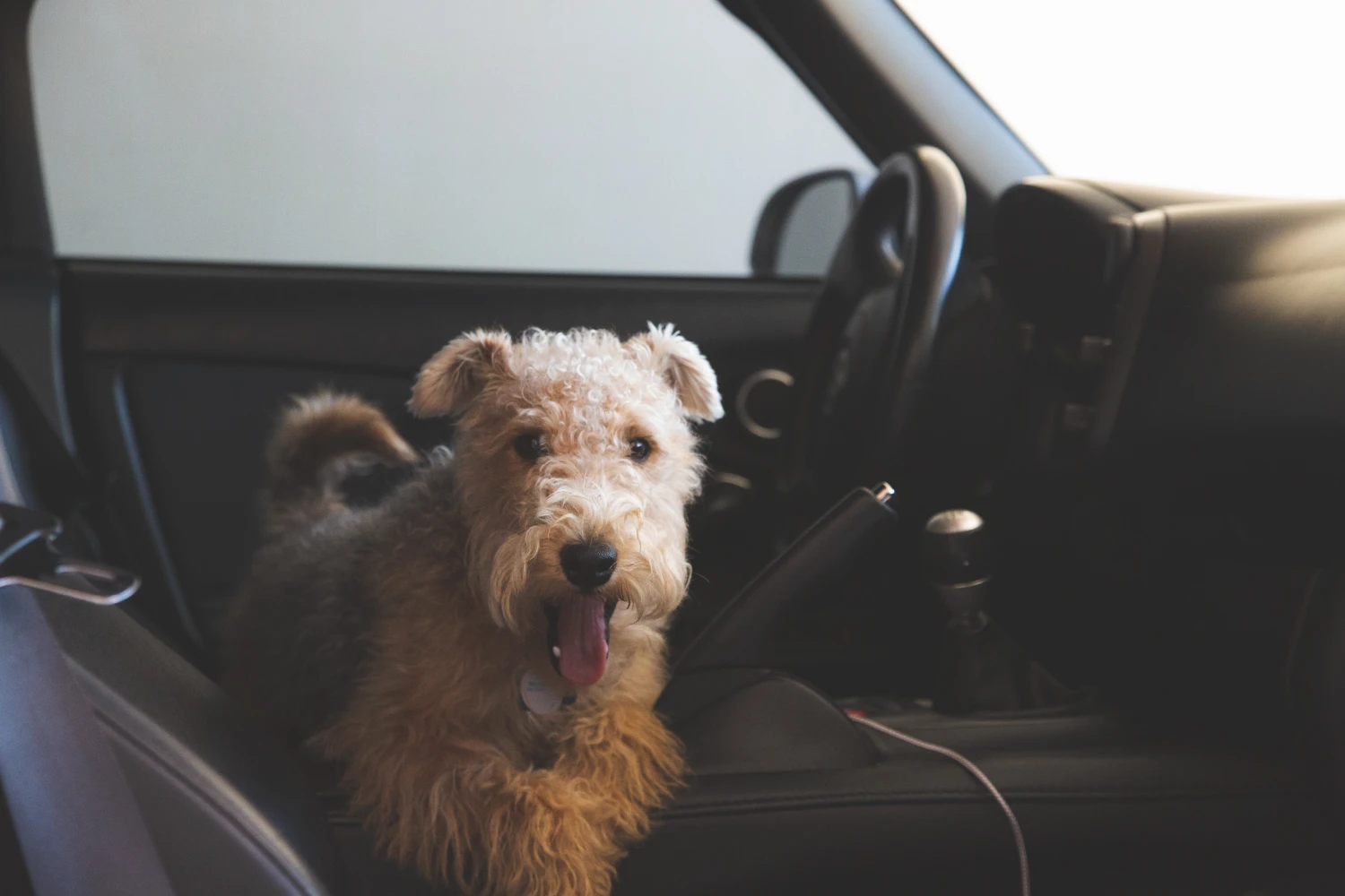 Chevrolet Suburban Dog Car Seat for Lakeland Terriers